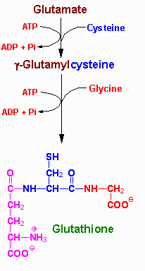 GSH的製造過程